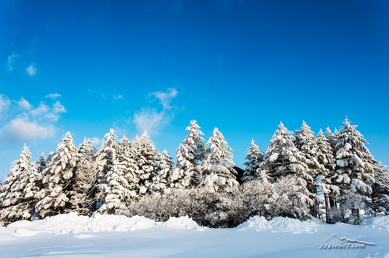 信州路〜霧氷と青空に自然を感じる…雪と木々の冬景色を撮影！雪原と霧氷の撮影ポイント