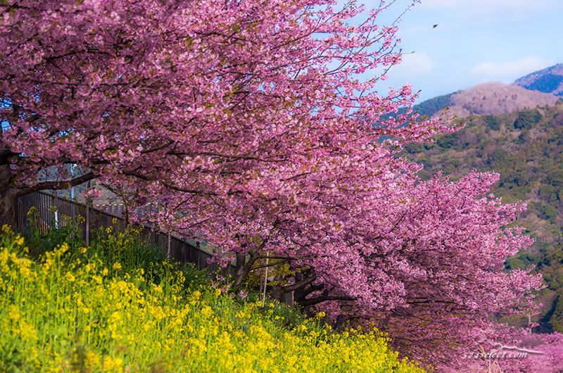 春の写真 桜のある風景を求めて 春の風景写真を撮る為に…