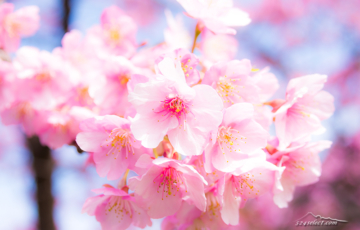 春の写真 桜のある風景を求めて 春の風景写真を撮る為に…