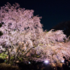 東京都六義園（りくぎえん）の夜桜 しだれ桜のライトアップを撮影！満開の夜桜を撮影する東京の春