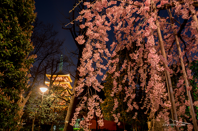 浅草寺で桜を撮影したりする…都内の桜は満開で春真っ盛りお花見の季節
