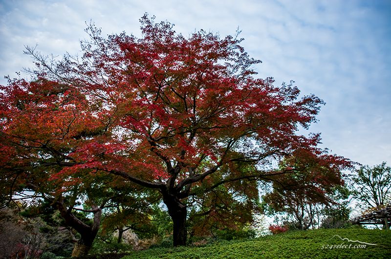 立川国営昭和記念公園内2015”日本庭園”の紅葉を撮影！東京も秋の彩り紅葉のある風景