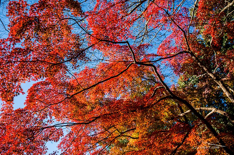 深大寺の紅葉2015〜秋の色彩り豊かに見頃の紅葉期始まる！東京の紅葉の始まり調布市深大寺