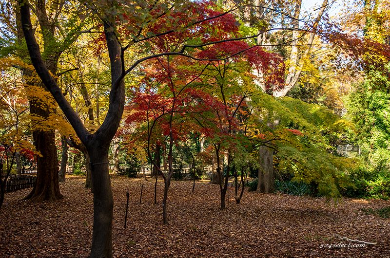 神代植物園の紅葉2015〜一週間遅れの東京の紅葉スポット！見頃の紅葉カエデエリアも落葉はまだ