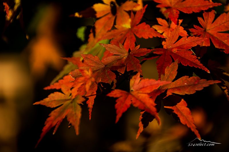 神代植物園の紅葉2015〜一週間遅れの東京の紅葉スポット！見頃の紅葉カエデエリアも落葉はまだ