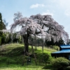 外大野のしだれ桜を撮影〜２０１６茨城県大子町の桜散策旅！撮影スポットと開花状況提供者に感謝