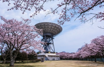 茨城県高萩市さくら宇宙公園〜満開の桜とパラボラアンテナ！高萩市衛星通信記念公園の桜が見事
