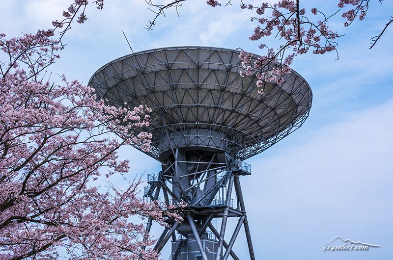 茨城県高萩市さくら宇宙公園〜満開の桜とパラボラアンテナ！高萩市衛星通信記念公園の桜が見事