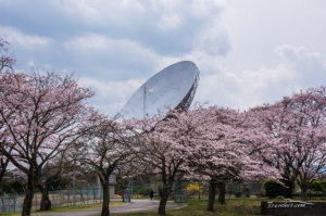茨城県高萩市さくら宇宙公園〜満開の桜とパラボラアンテナ！高萩市衛星通信記念公園の桜が見事