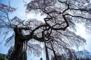 外大野のしだれ桜を撮影〜２０１６茨城県大子町の桜散策旅！撮影スポットと開花状況提供者に感謝