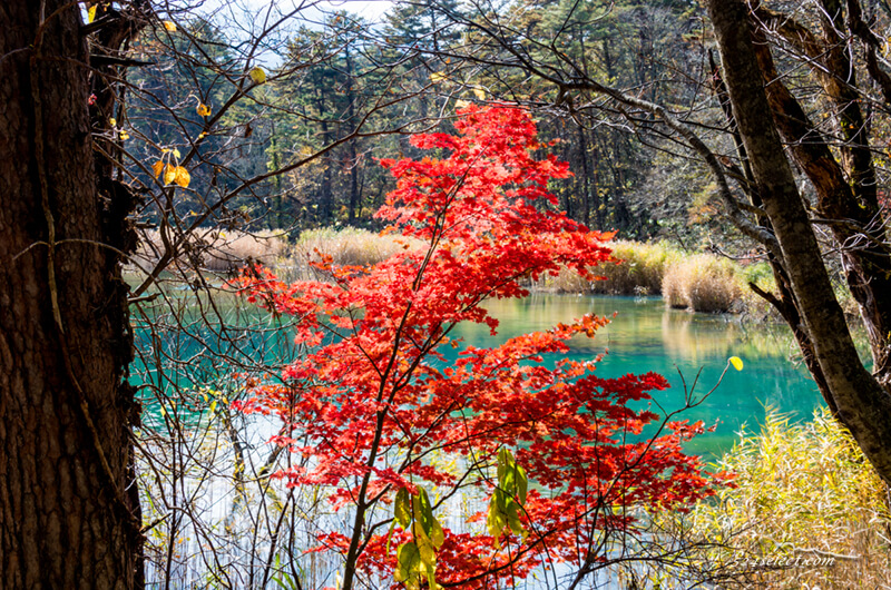 五色沼 秋の紅葉風景