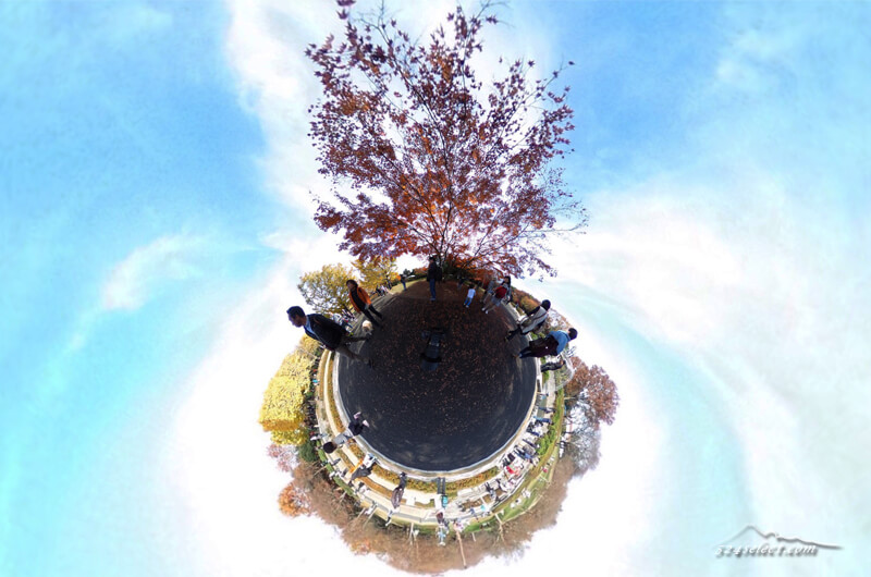 秋の紅葉昭和記念公園の銀杏並木をSHETAで360度撮影！
