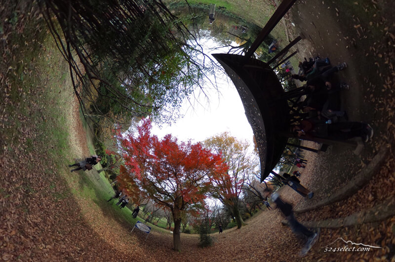 秋の紅葉昭和記念公園の銀杏並木をSHETAで360度撮影！