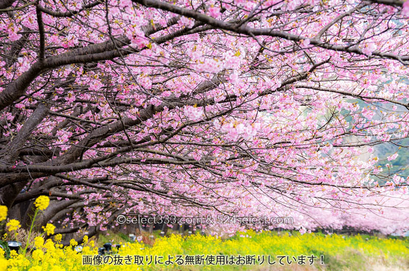 河津桜の聖地伊豆河津で満開の桜並木を撮りまくるんだけど…春の嵐に四苦八苦で泣く泣く撤収
