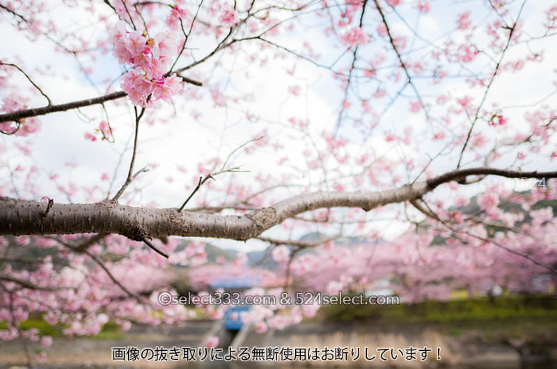 河津桜の聖地伊豆河津で満開の桜並木を撮りまくるんだけど…春の嵐に四苦八苦で泣く泣く撤収