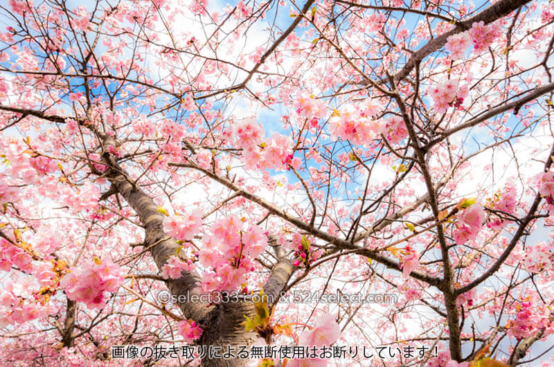 河津桜の花見を楽しむひと時〜色々なアングルや設定で桜の撮影！思い通りに撮れなくても良い！