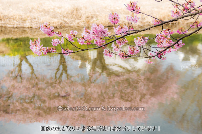 河津桜の花見を楽しむひと時〜色々なアングルや設定で桜の撮影！思い通りに撮れなくても良い！