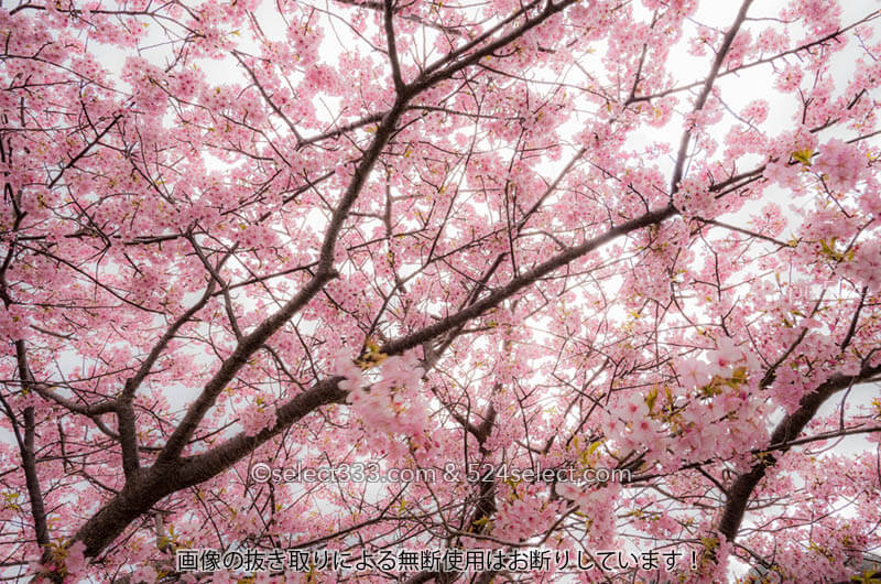 河津桜の花見を楽しむひと時〜色々なアングルや設定で桜の撮影！思い通りに撮れなくても良い！