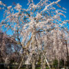 東京都内のしだれ桜の見頃は？東郷寺の大しだれ桜撮影攻略！東郷寺へのアクセスと満開